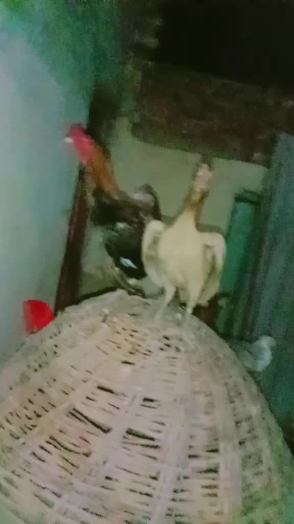 @shahzadshah
