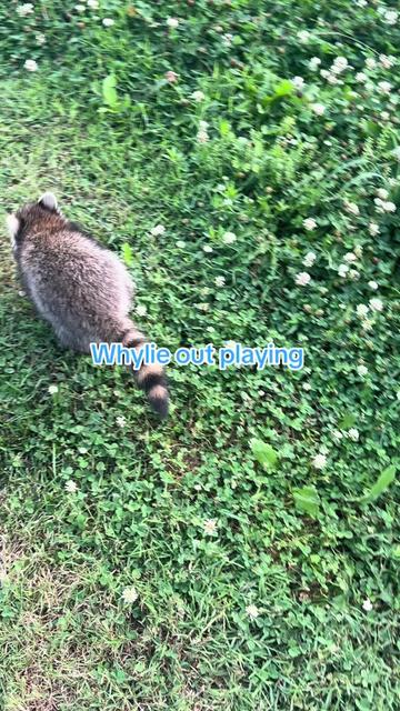 @Sarahsquirrels43🐿️