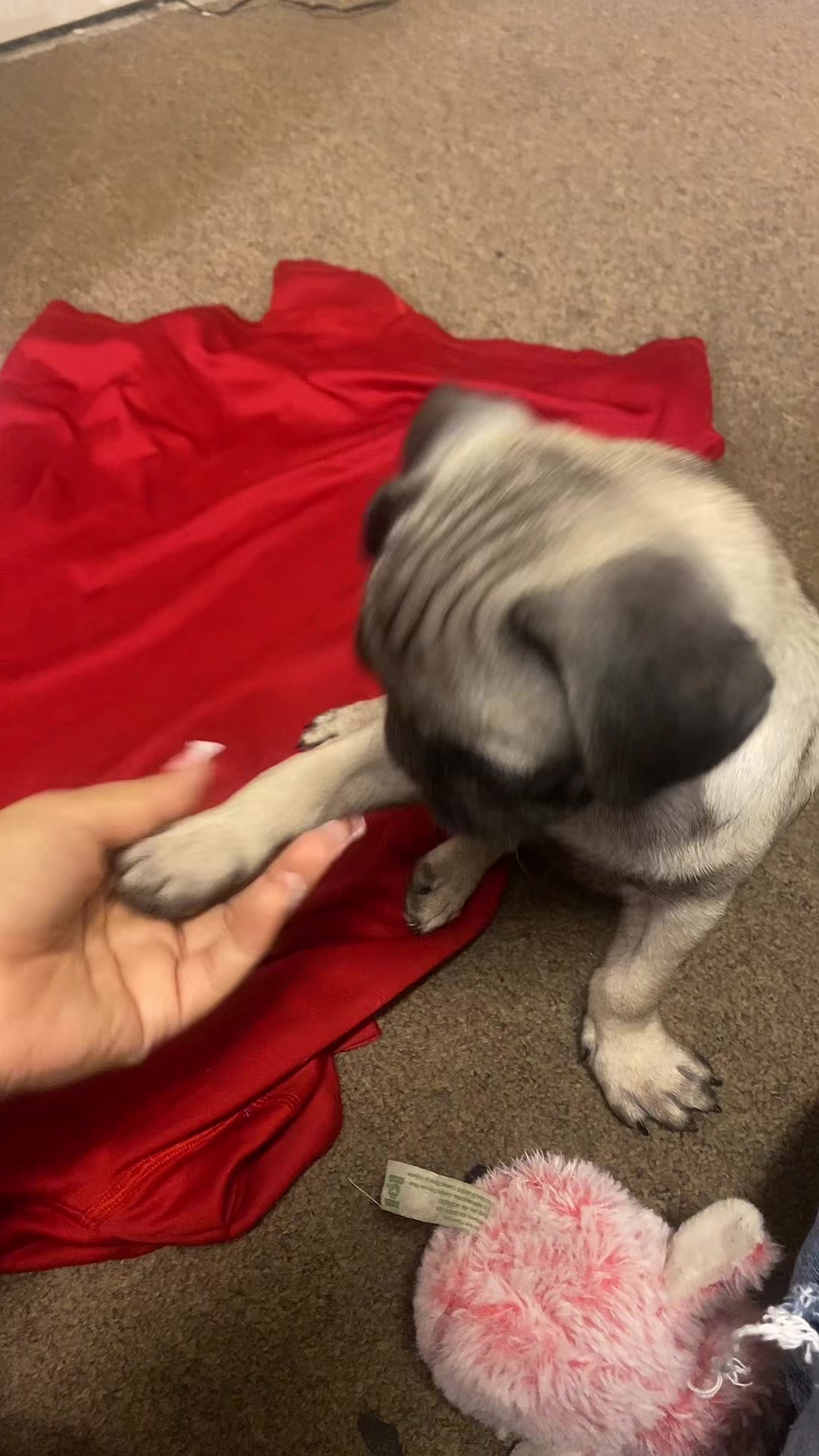 @Puggo ❤️