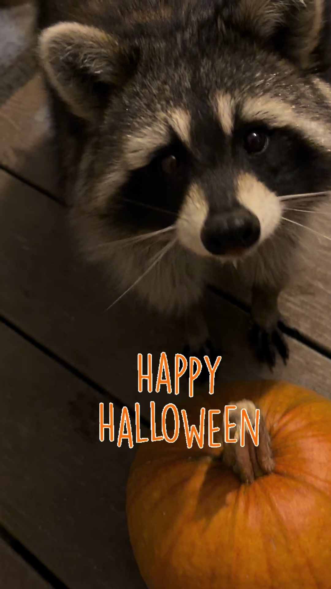 @Cats&Coons