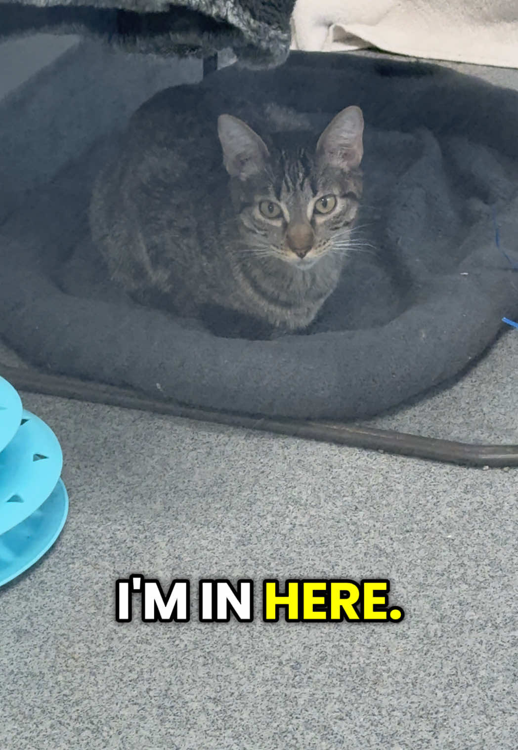 @Animal Friends Alliance