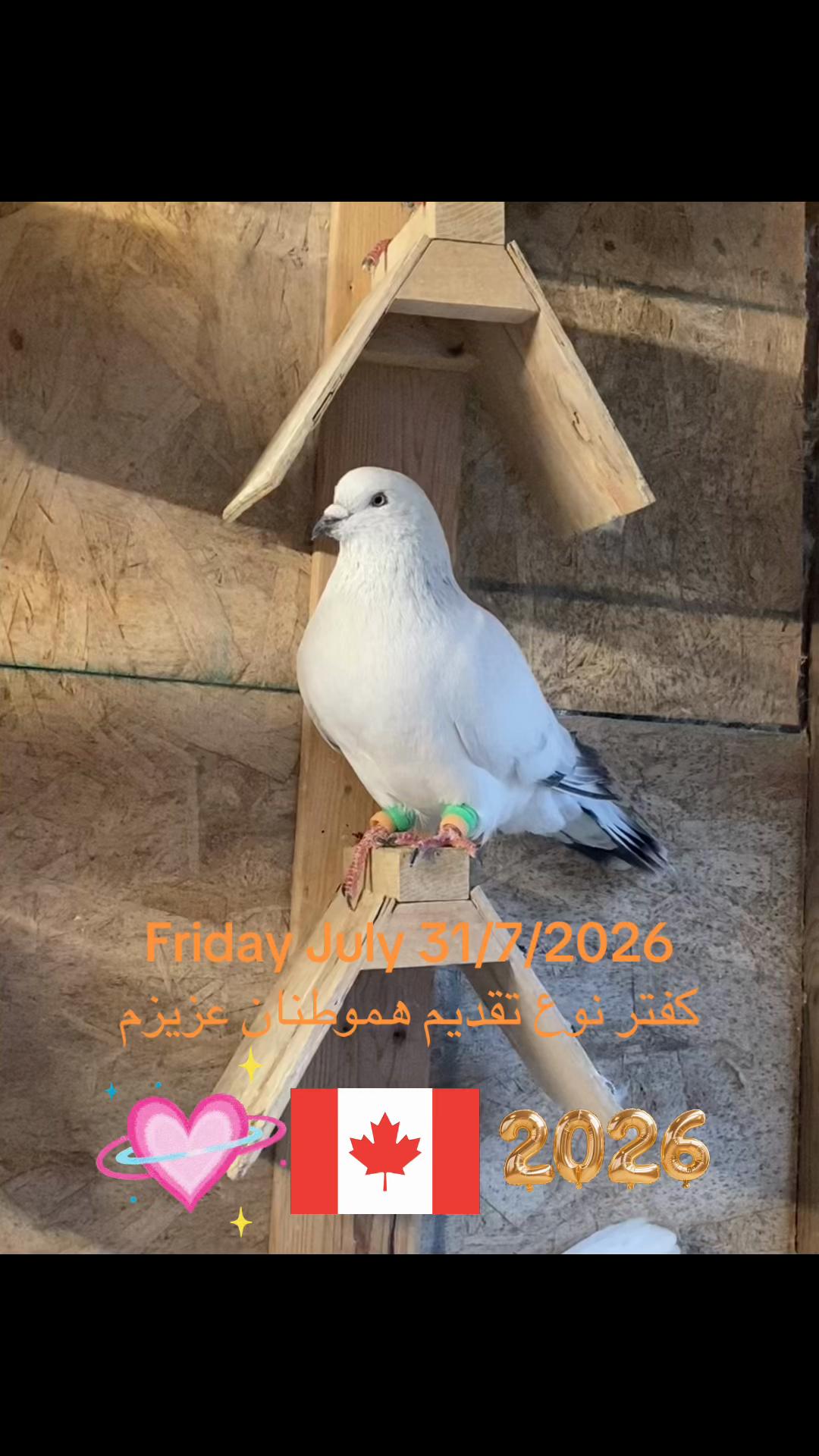 @Naweed Qiyami🇨🇦🇦🇫