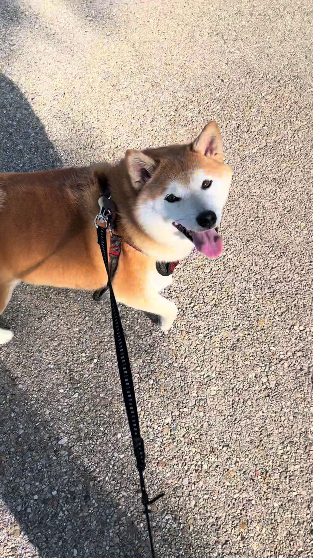 @柴犬虎徹