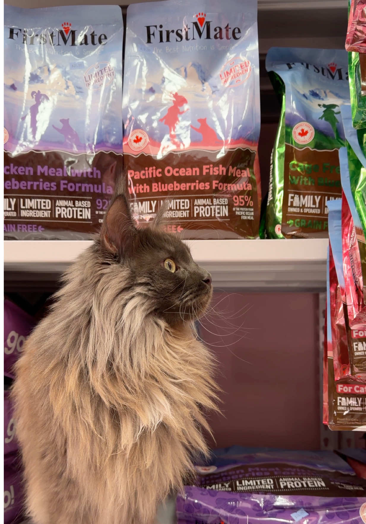 @Mugen the Maine Coon ๐จ๐ฆ