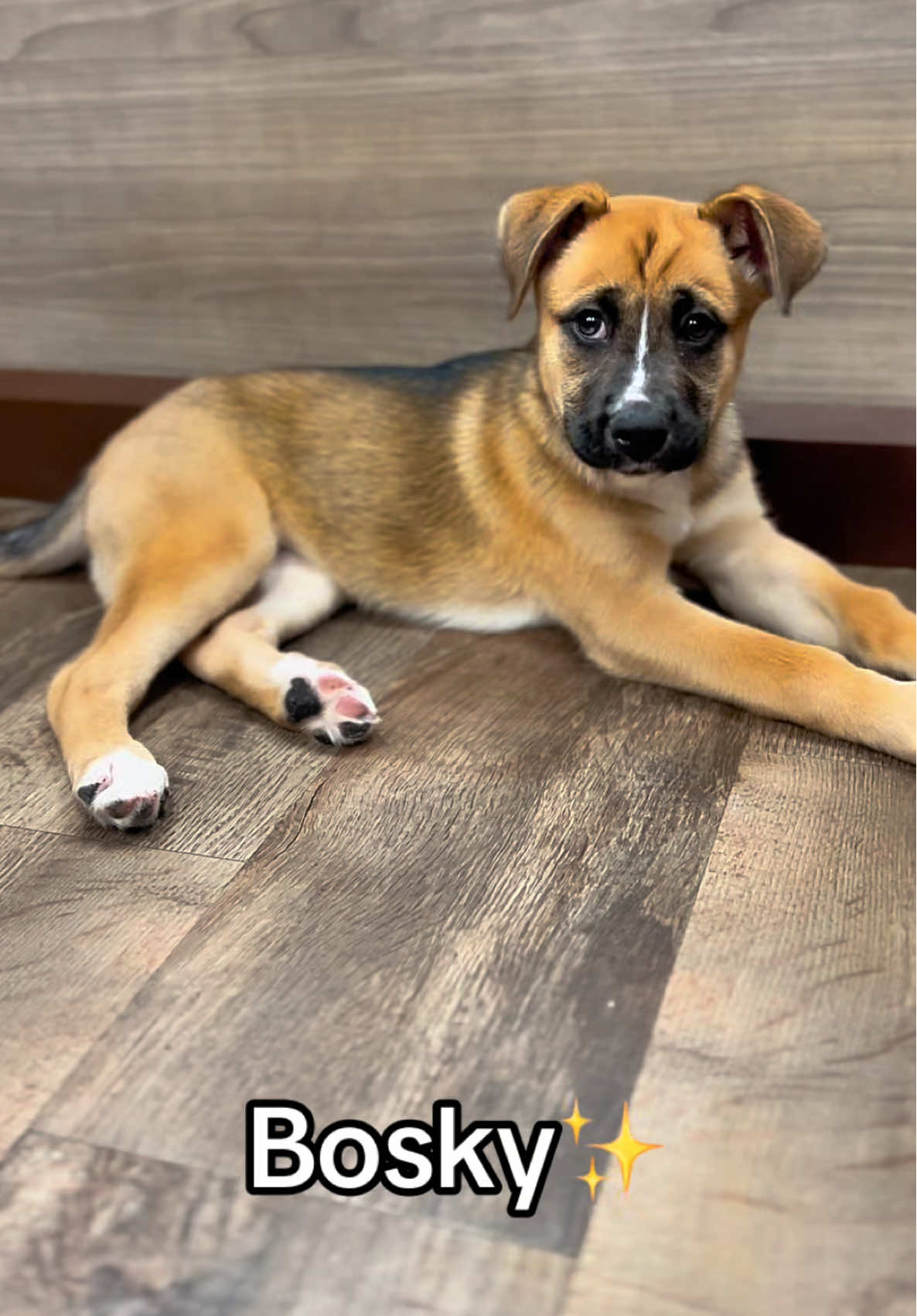 @Petland Iowa City