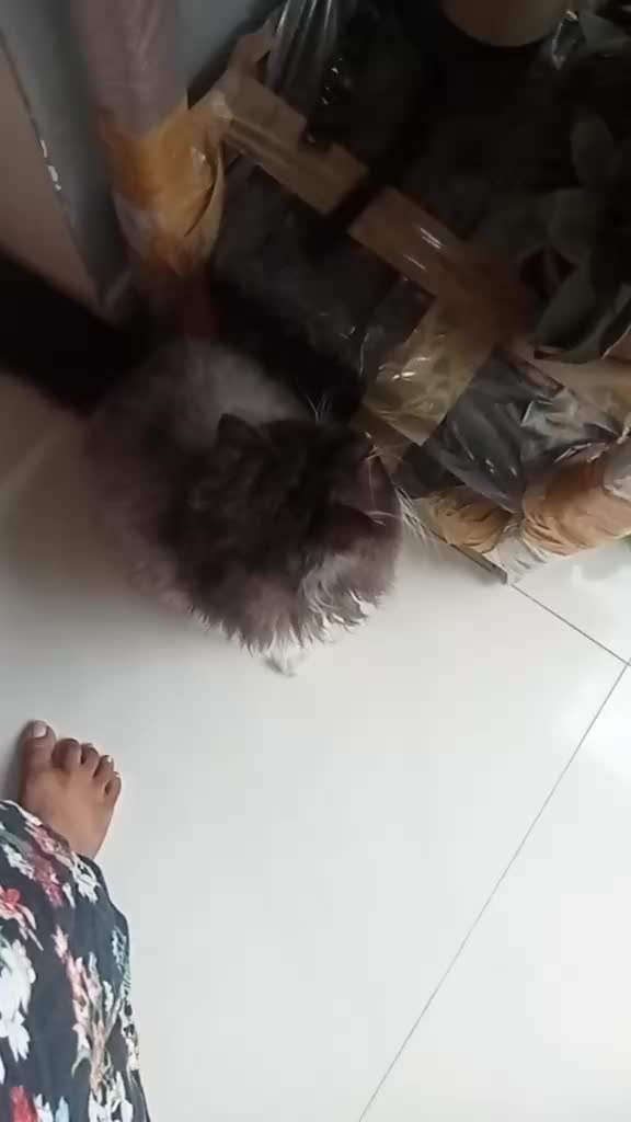 @বাবা মা বড় রাজকন্যা 🥰🥰💐