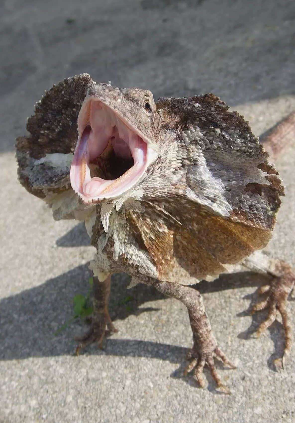 @Tommys_reptiles