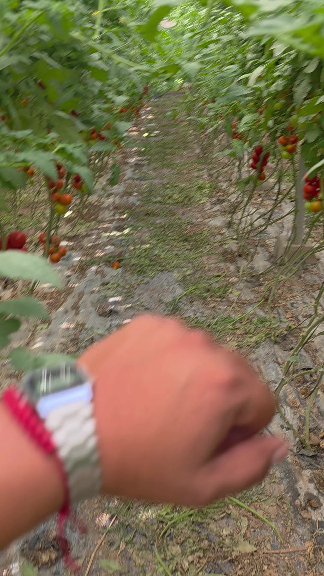 @El Extensionista del Agro
