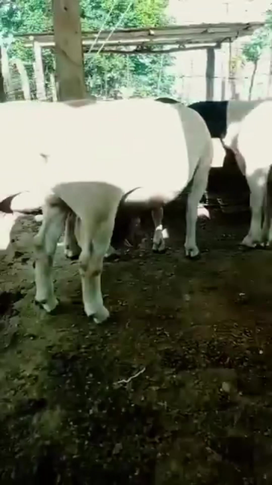 @maya