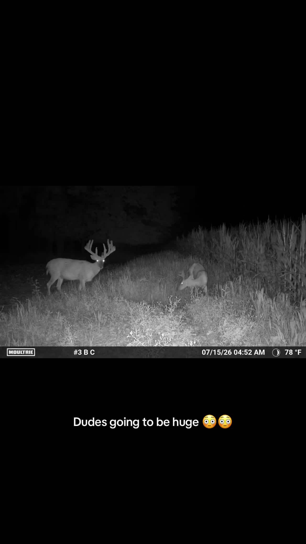 @Moultrie