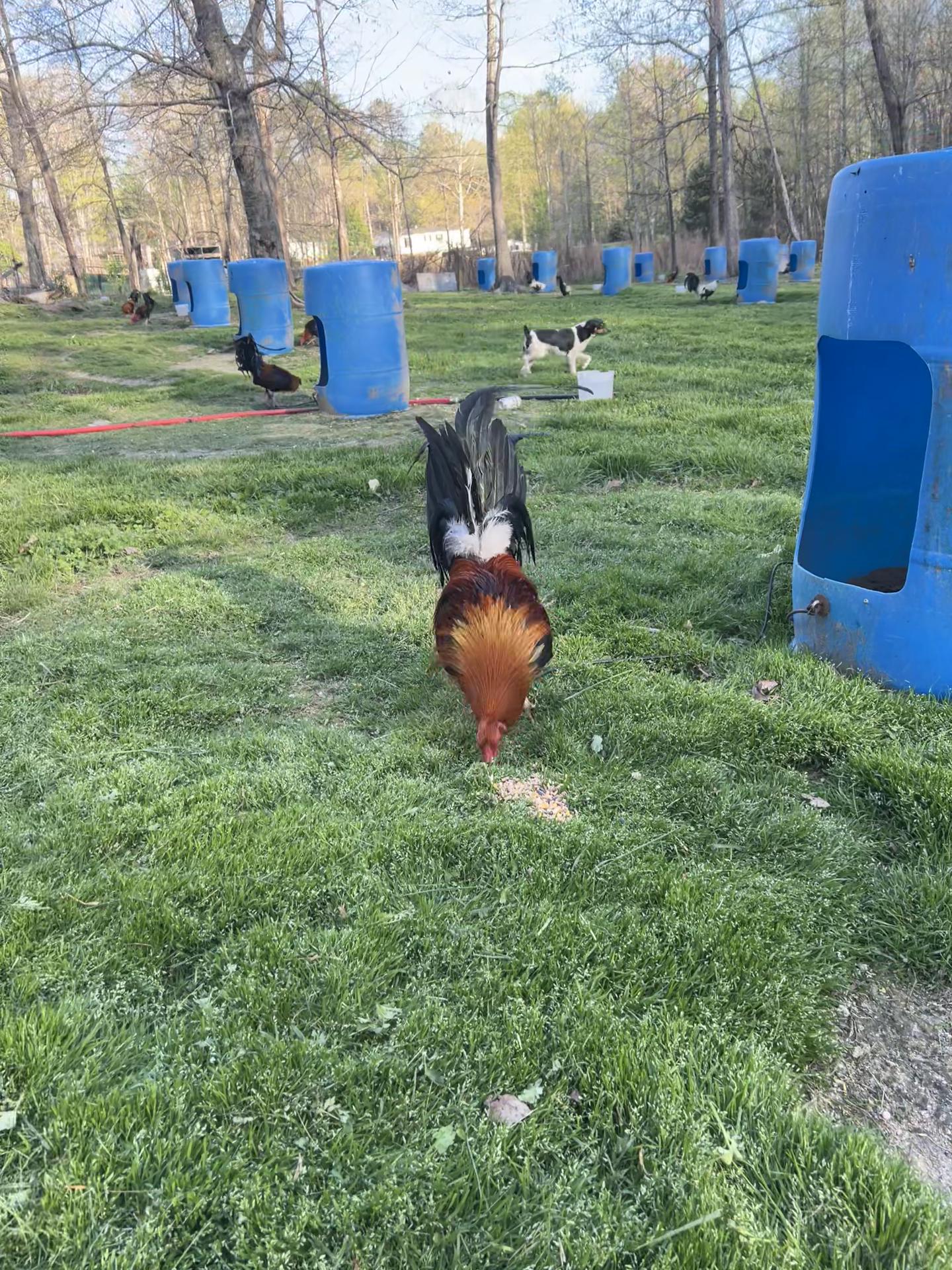 @Dragon game farm