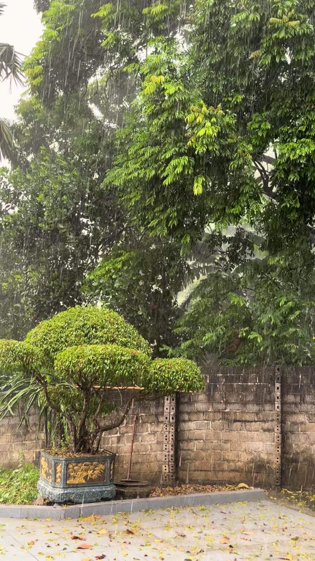 @CỎ MAY