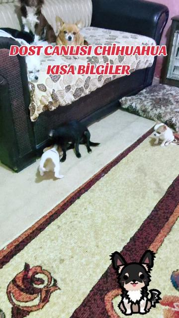 @🐕ŞHİVA MİNİK PATİLER🐕
