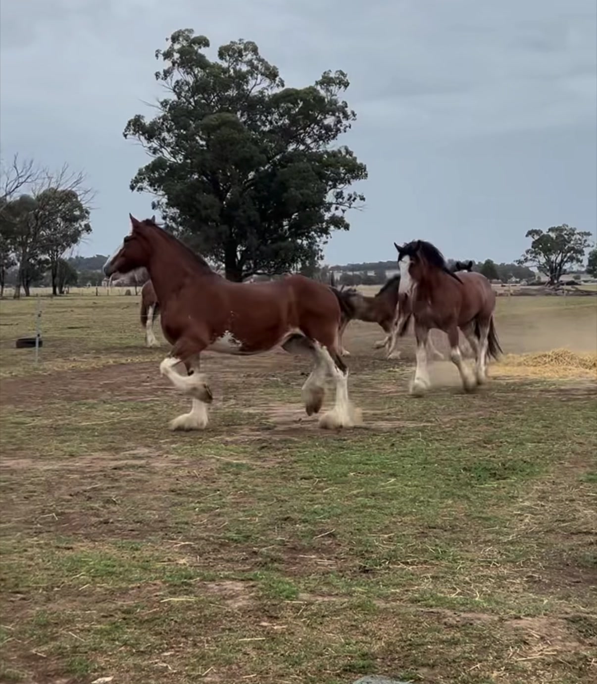 @🐴Horses🐴