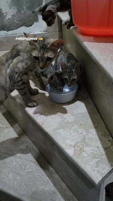 @بنت حوا...روح من