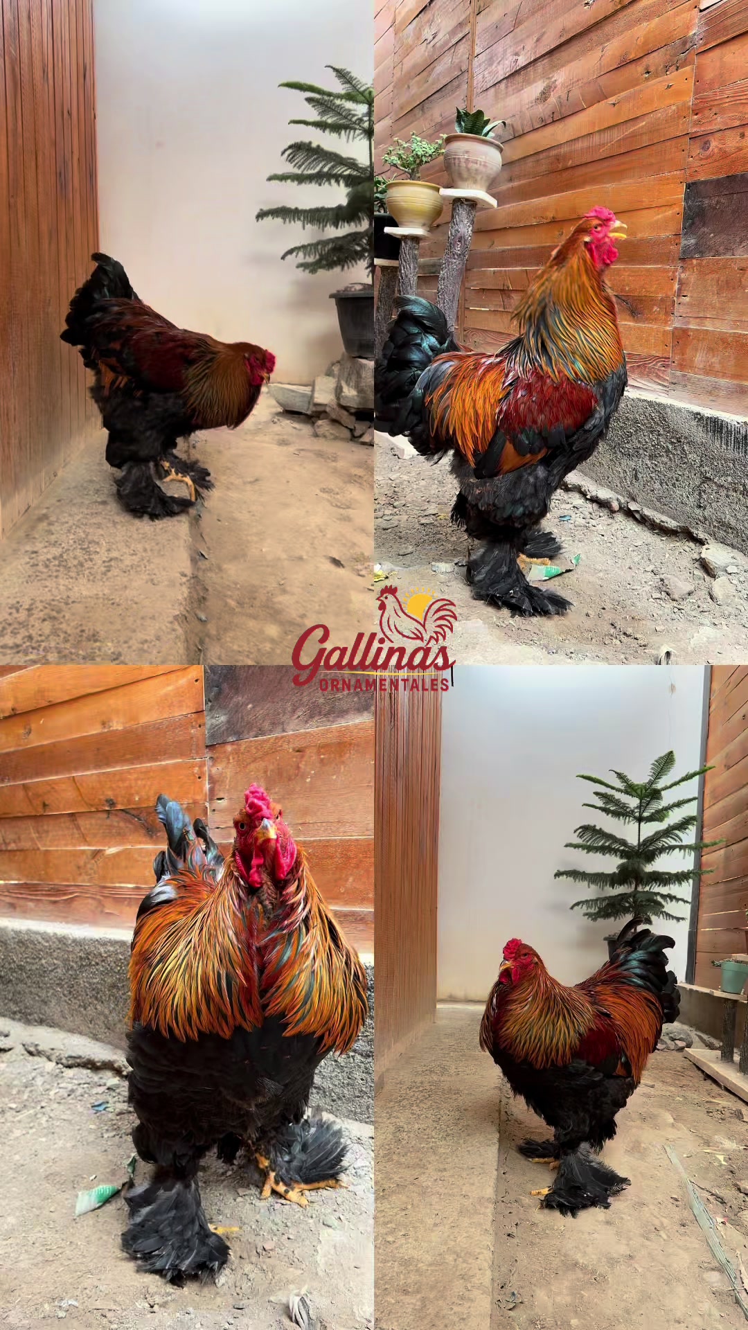 @GallinasOrnamentales