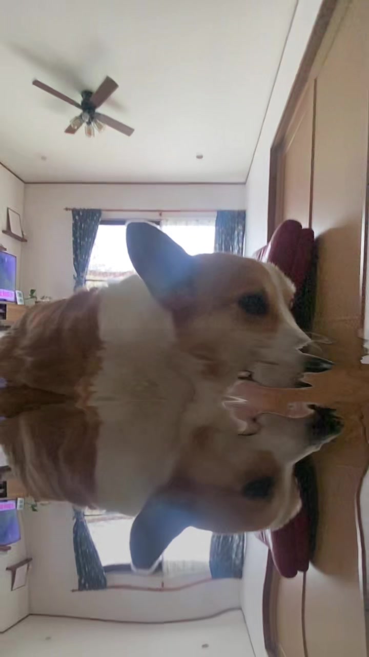 @コーギー犬のホープくん