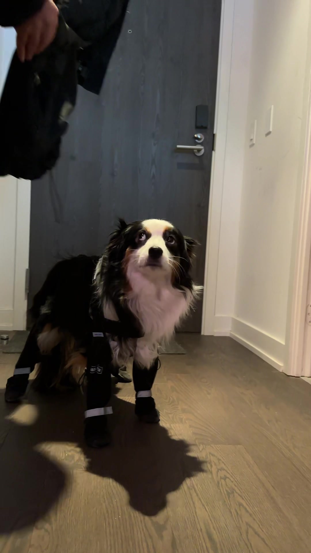 @Bonita.The.Mini.Aussie