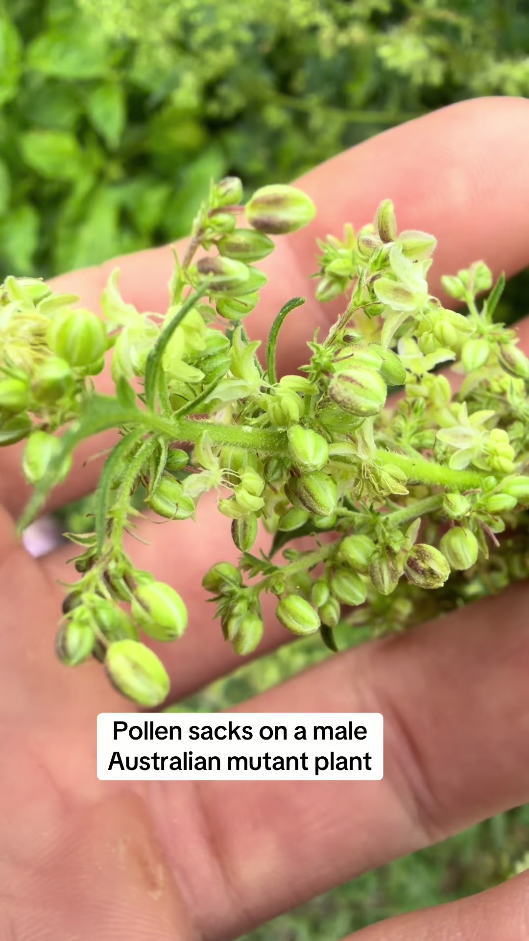 @SEEDTIVA