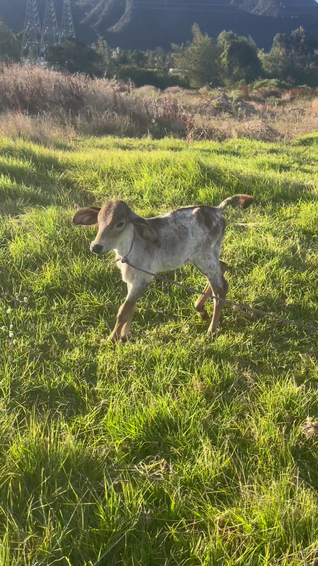 @Juan Rodríguez 🐄