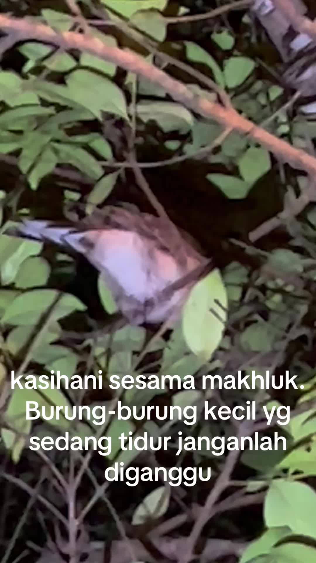 @Padihuma