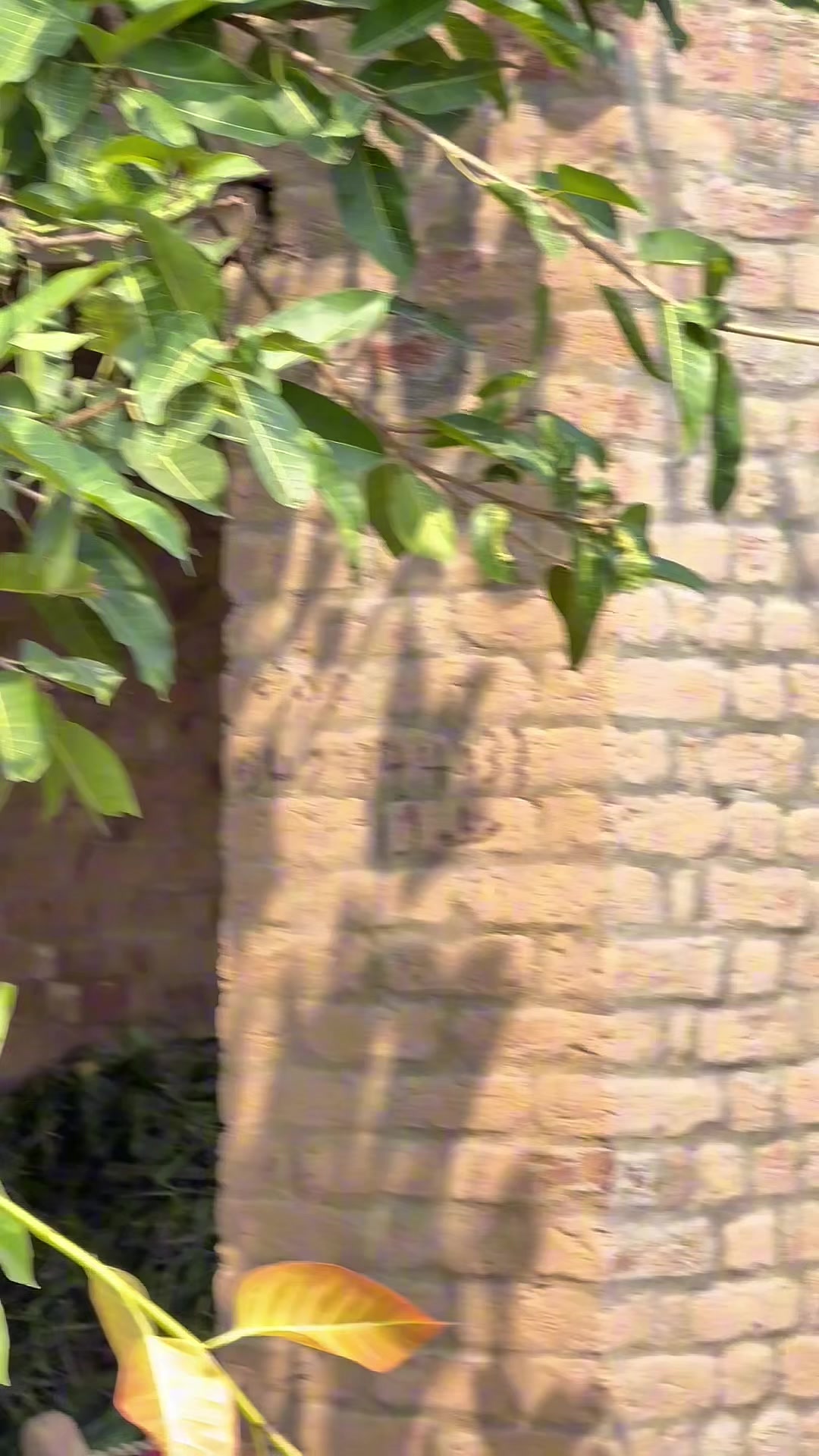 @مانی کھوکھر جیہ آلہ🥂🖤