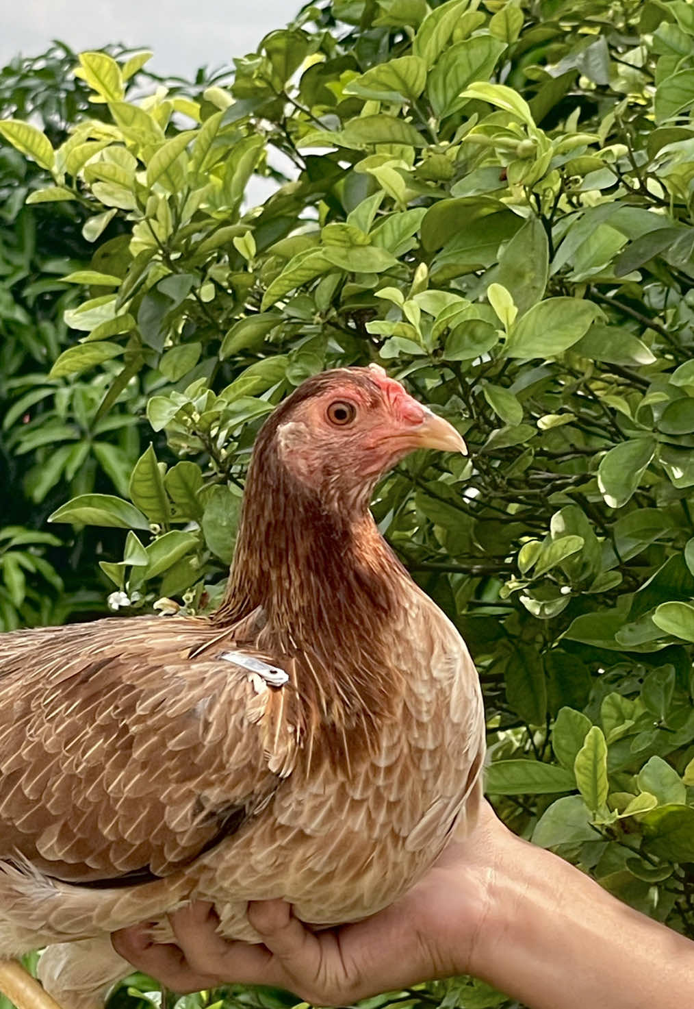 @K&C Farm