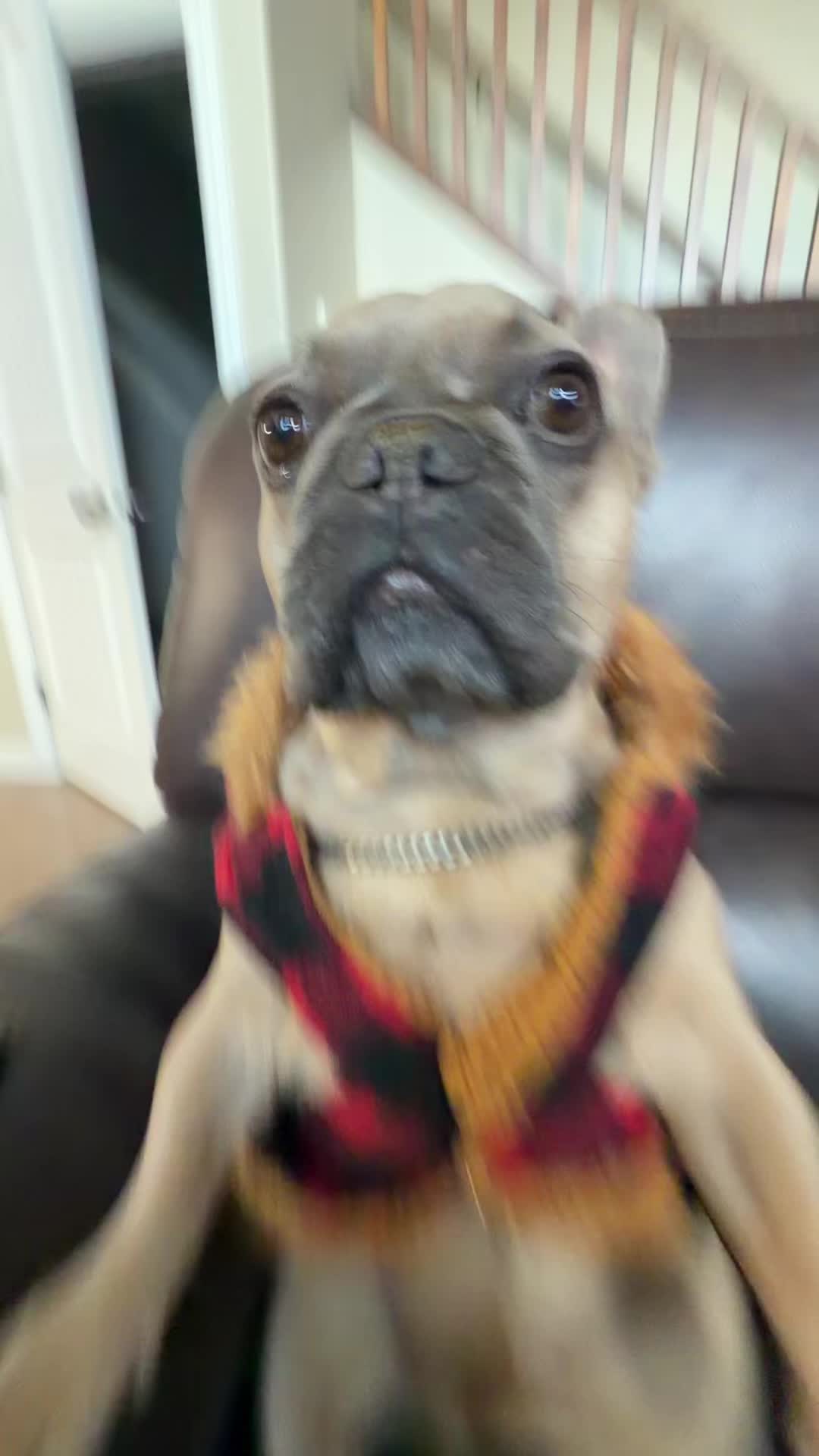 @bentleytheg0at