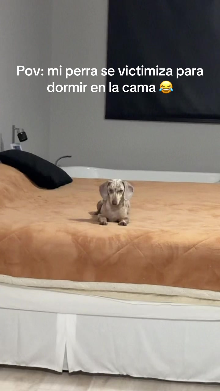 @aggosferreyra