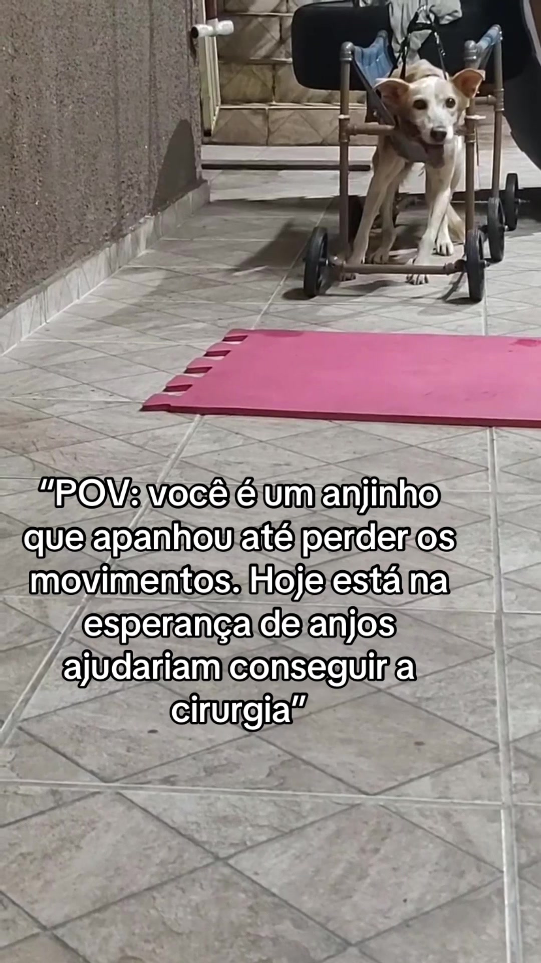 @Ajude a Lola
