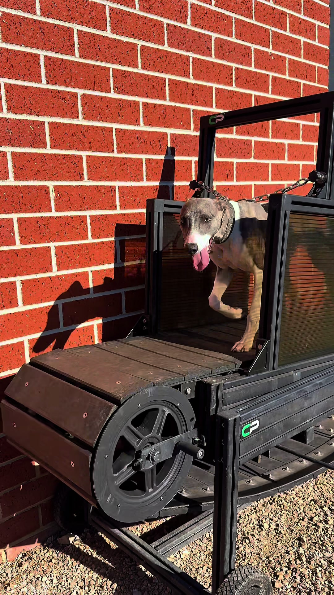 @chaseprodogtreadmills