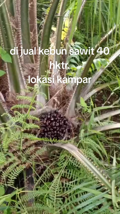 @duo property pku