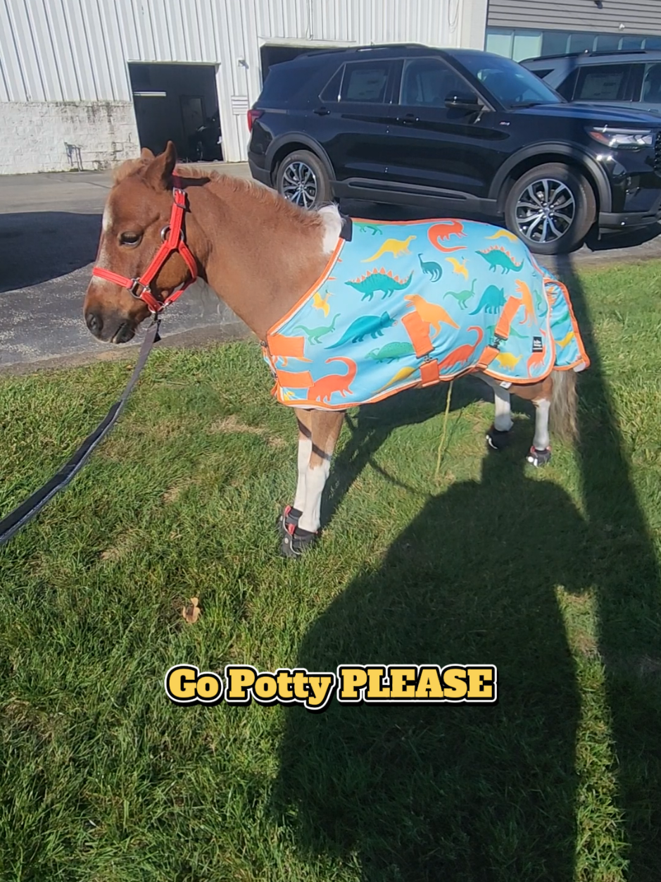 @minihorsemomandtrainer🐴🐴🐴🐴