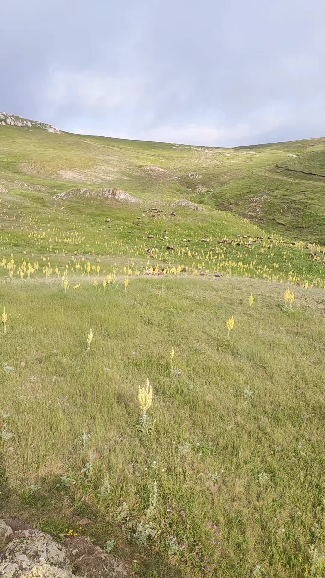@Suren Kalasyan