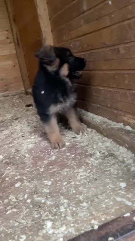 @Щеночки немецкой овчарки)))🐶