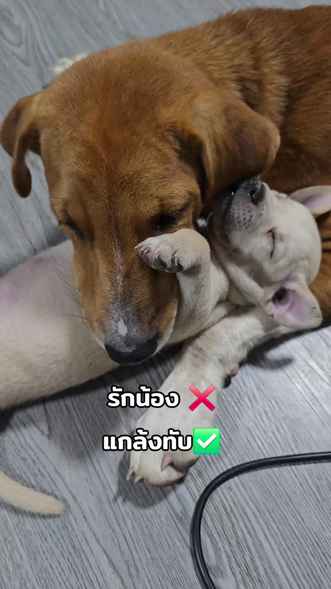 @อาร์ม วุฒิกร