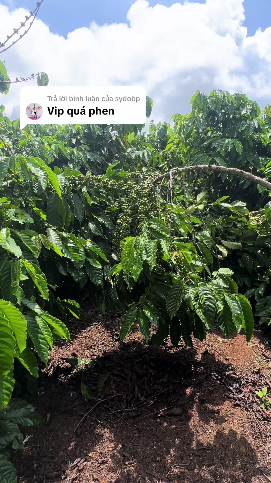 @Thành Bảo Lâm