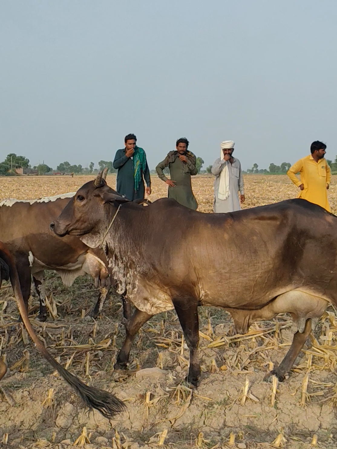 @Waqas Rohi wala