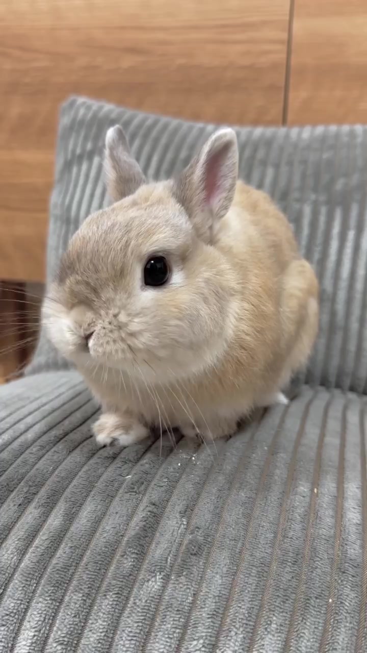 @うさぎのぷっしゅ