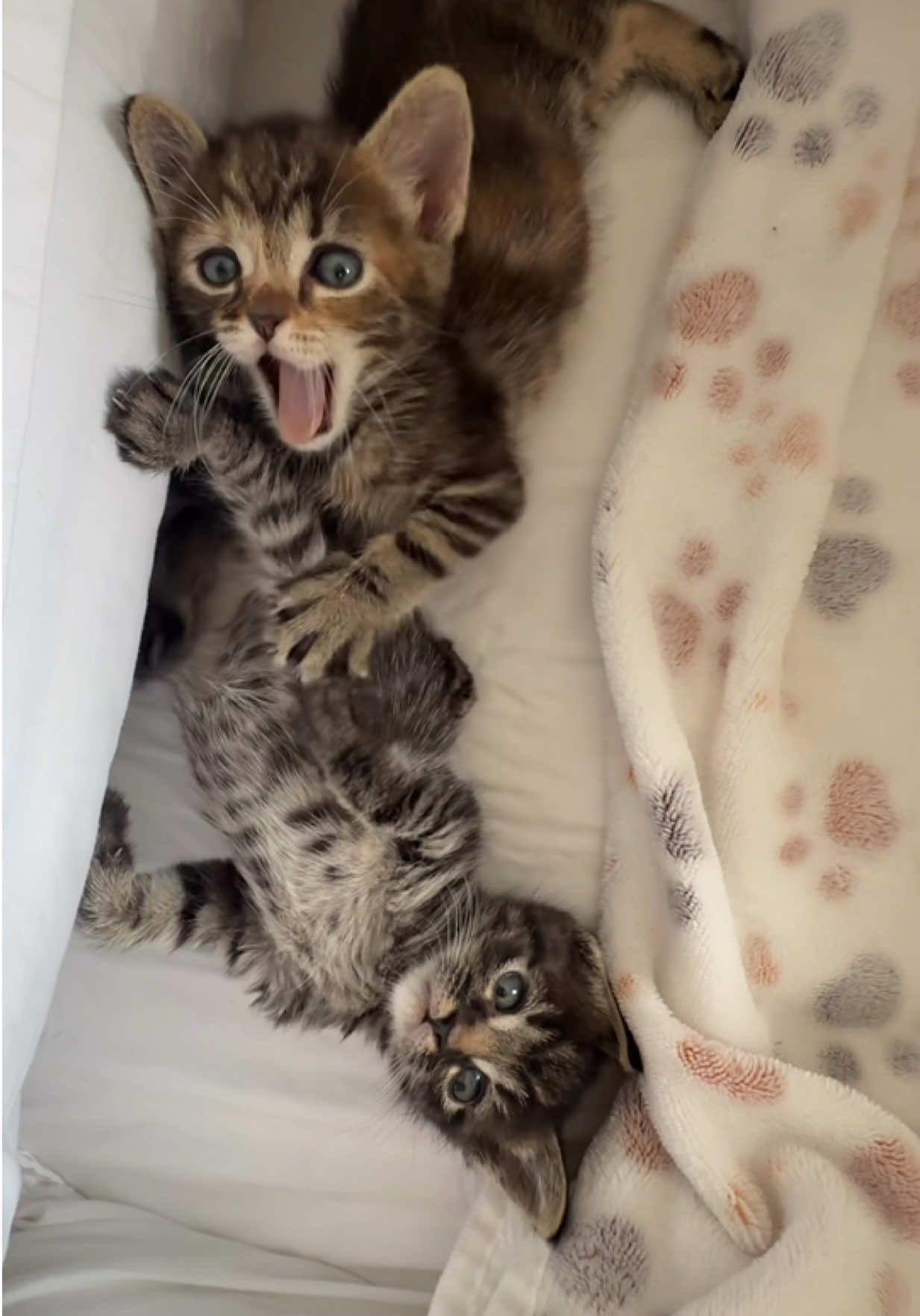 @Frankies_Fosters
