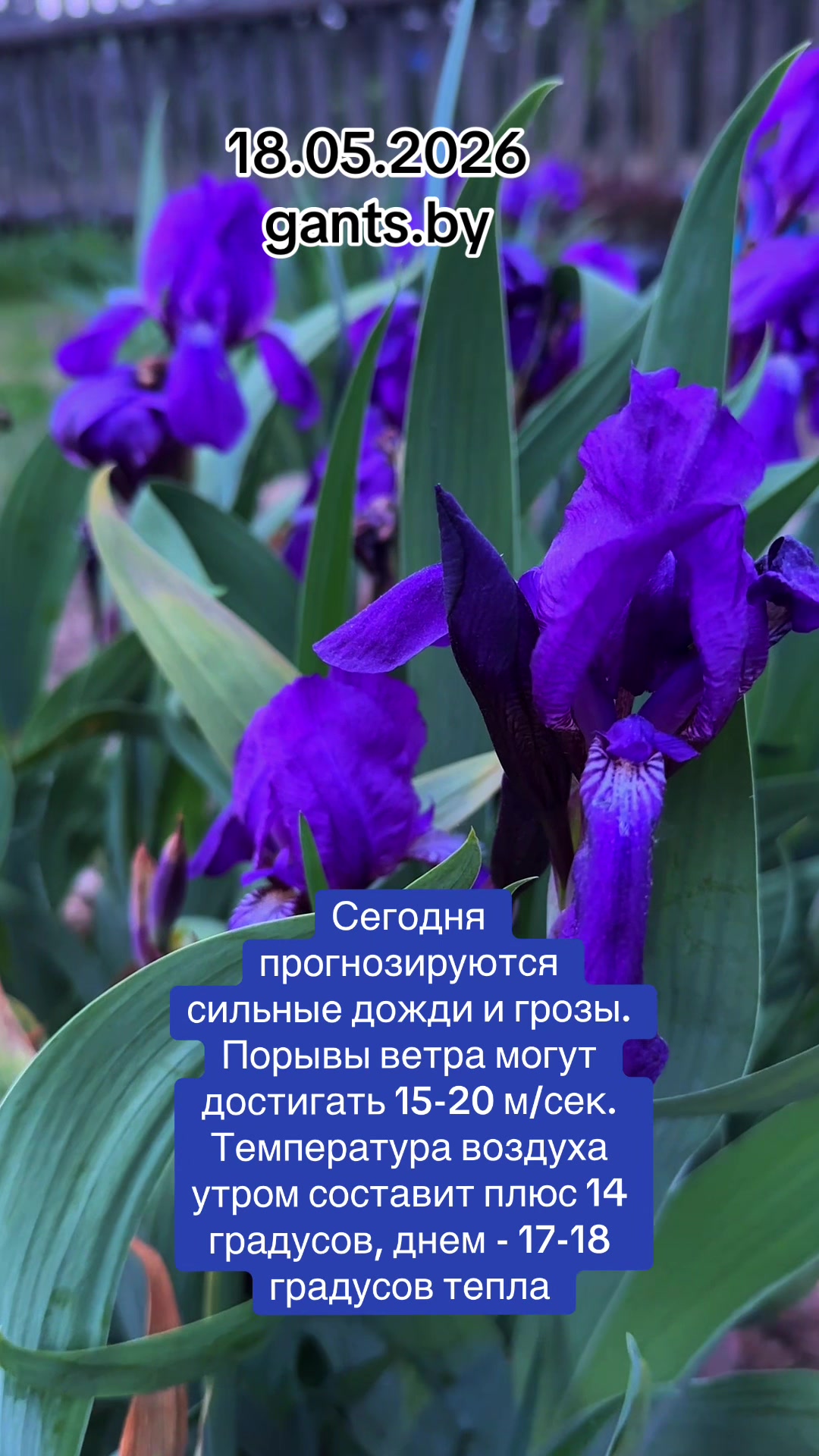 @Ганцавіцкі тыдзень