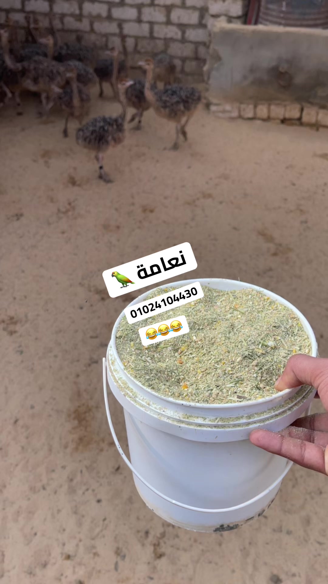 @نعامة 🦍