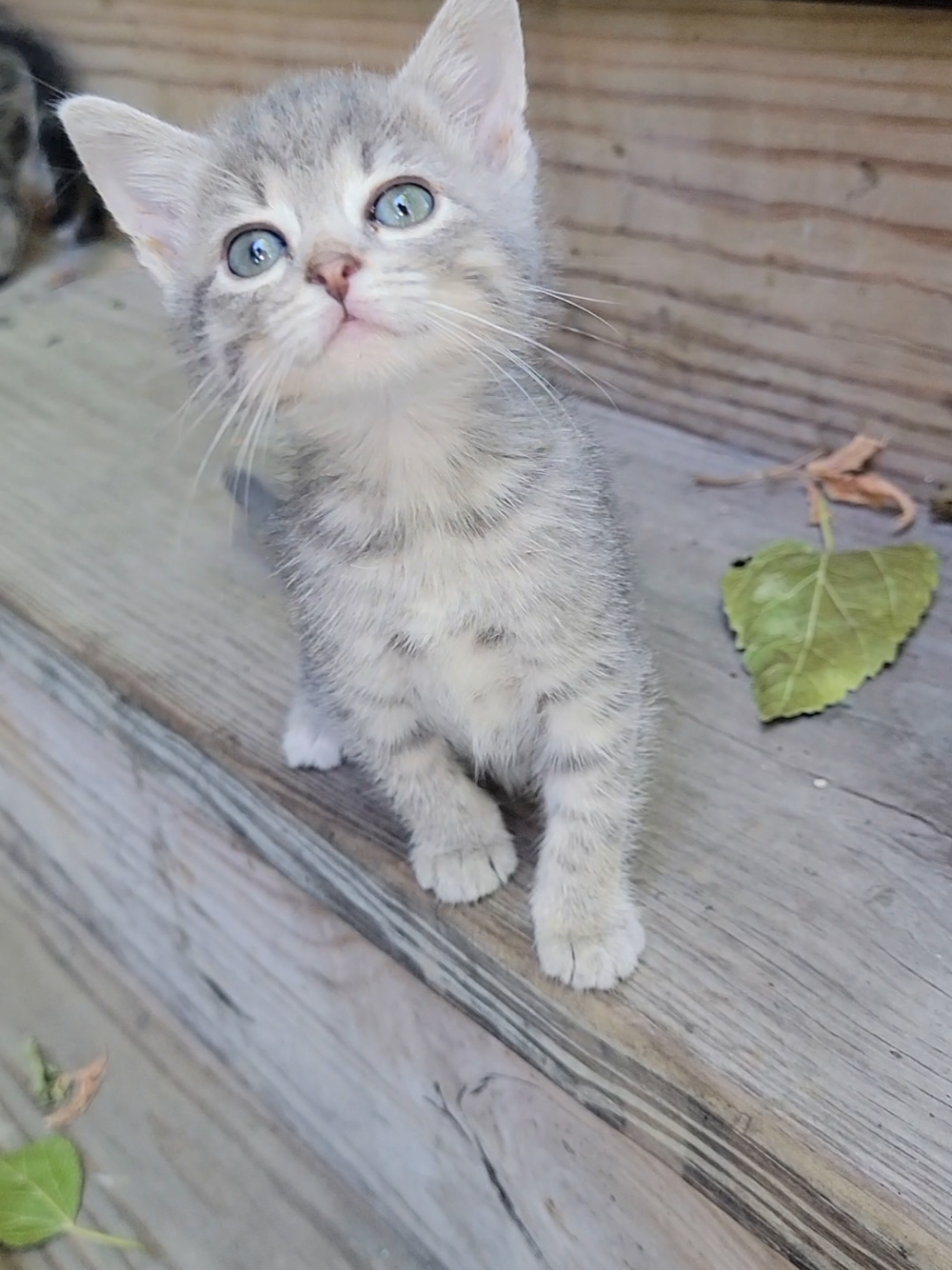 @Kata Kitty