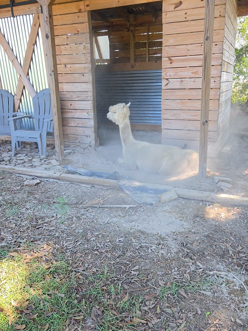 @alpacalypsenow