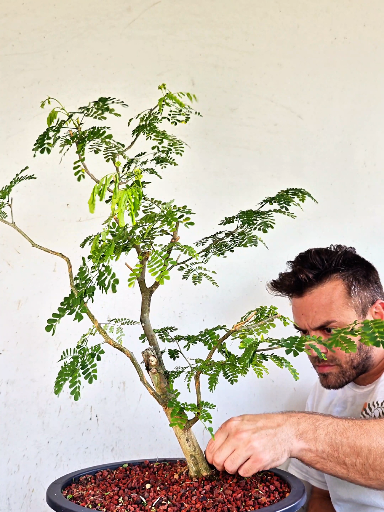 @Bryan Loves Bonsai