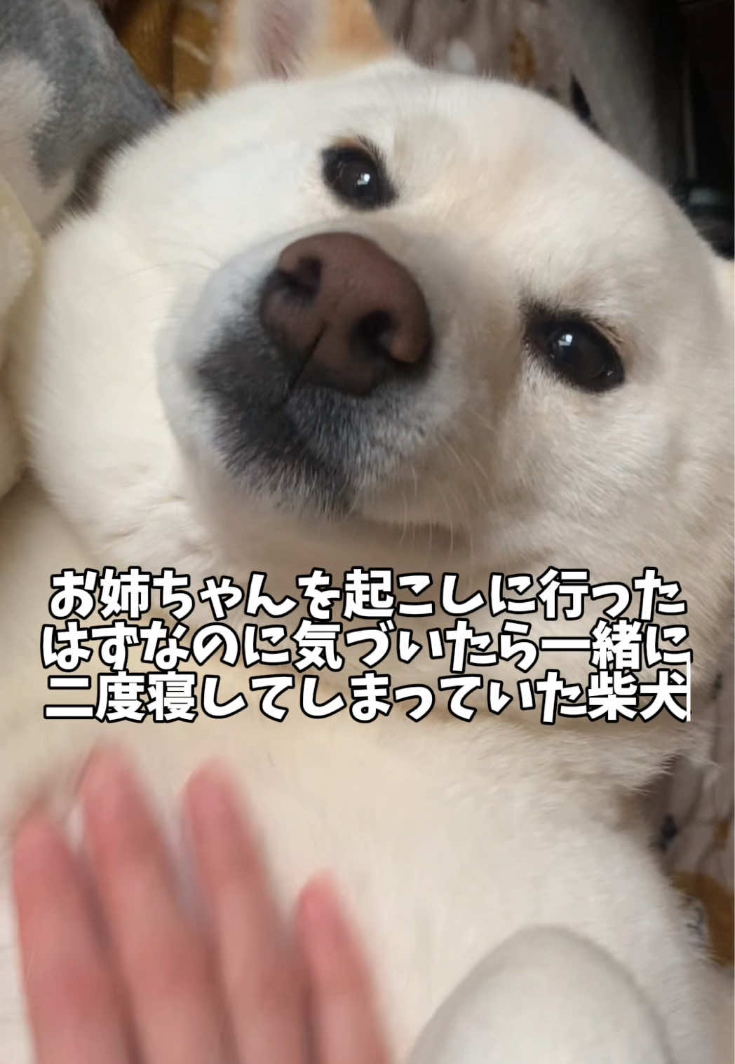 @白柴犬はる🌸