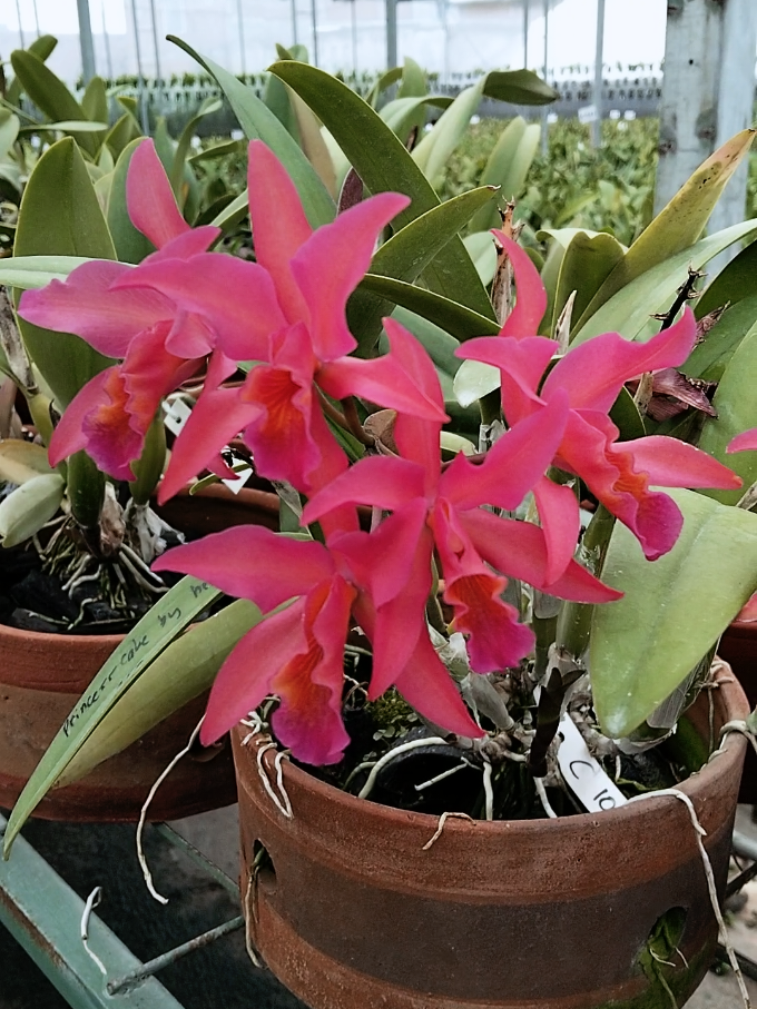 @Bani Orchid