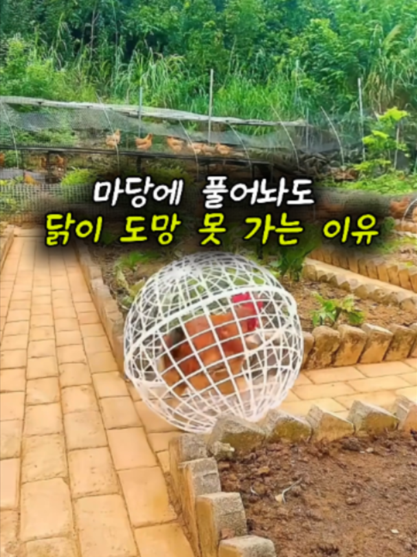@리키백커