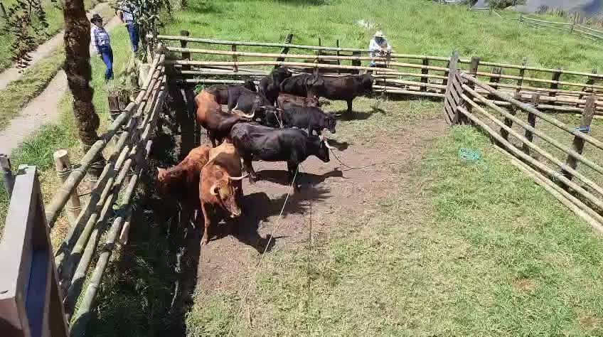 @ganaderia el pedrega