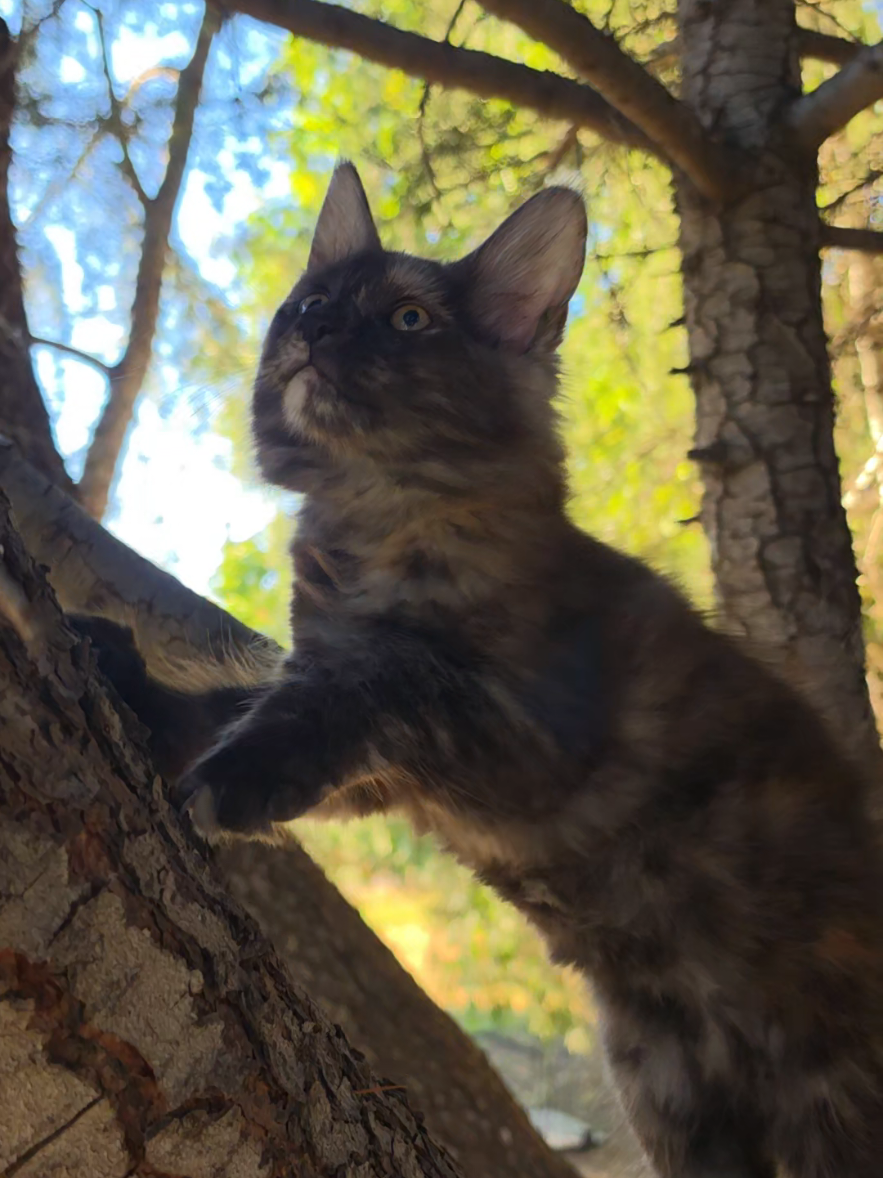 @Peaky Claws Cattery